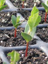 Birds and rowan berries stamped into a birch bark mirror case
