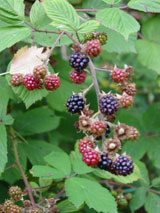 Birds and rowan berries stamped into a birch bark mirror case